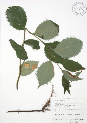  (Solidago flexicaulis - RBG-Blitz 014)  @11 [ ] Copyright (2009) Steven Newmaster University of Guelph BIO Herbarium