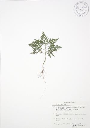  ( - RBG-Blitz 023)  @11 [ ] Copyright (2009) Steven Newmaster University of Guelph BIO Herbarium