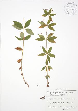  (Lysimachia quadrifolia - RBG-Blitz 026)  @11 [ ] Copyright (2009) Steven Newmaster University of Guelph BIO Herbarium