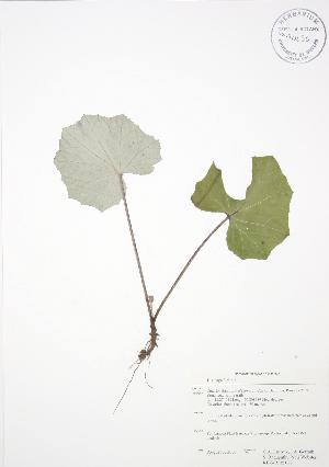  (Tussilago - RBG-Blitz 027)  @11 [ ] Copyright (2009) Steven Newmaster University of Guelph BIO Herbarium