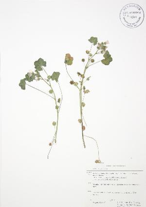  (Malva neglecta - RBG-Blitz 002)  @11 [ ] Copyright (2009) Steven Newmaster University of Guelph BIO Herbarium