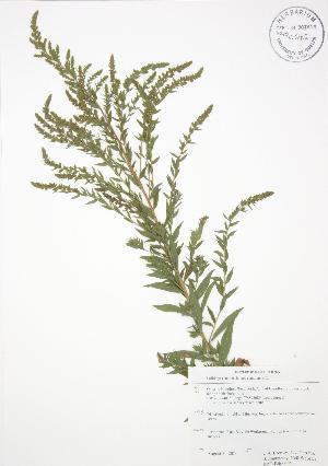  (Solidago canadensis - RBG-Blitz 003)  @11 [ ] Copyright (2009) Steven Newmaster University of Guelph BIO Herbarium