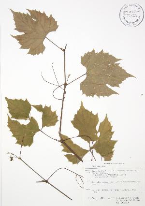  (Vitis riparia - RBG-Blitz 016)  @11 [ ] Copyright (2009) Steven Newmaster University of Guelph BIO Herbarium
