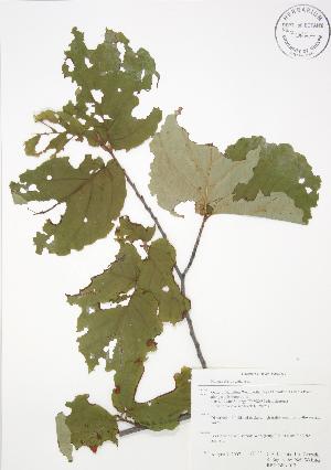  (Hamamelidoideae - RBG-Blitz 017)  @13 [ ] Copyright (2009) Steven Newmaster University of Guelph BIO Herbarium