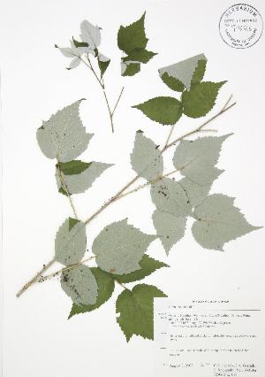  (Rubus occidentalis - RBG-Blitz 019)  @11 [ ] Copyright (2009) Steven Newmaster University of Guelph BIO Herbarium