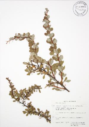  (Berberis - RBG-Blitz 021)  @11 [ ] Copyright (2009) Steven Newmaster University of Guelph BIO Herbarium