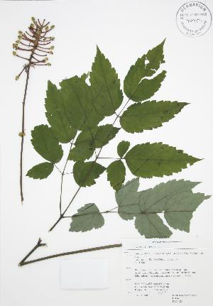  (Actaea pachypoda - RBG 125)  @11 [ ] Copyright (2009) Steven Newmaster University of Guelph BIO Herbarium
