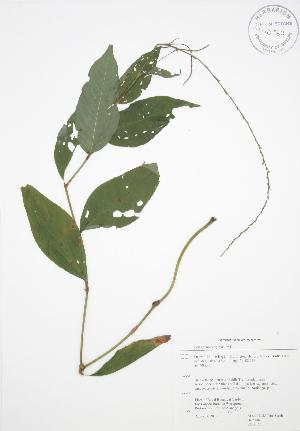 ( - RBG 155)  @11 [ ] Copyright (2009) Steven Newmaster University of Guelph BIO Herbarium