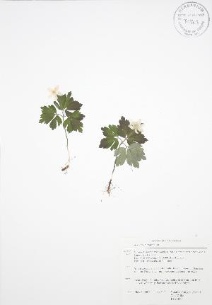  (Anemone quinquefolia - RBG 023)  @11 [ ] Copyright (2009) Steven Newmaster University of Guelph BIO Herbarium