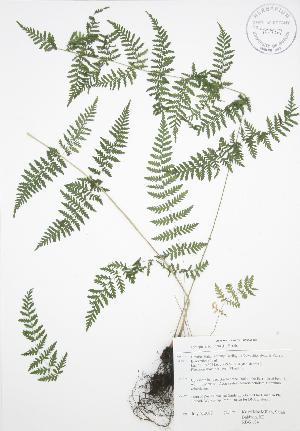  ( - RBG 104)  @11 [ ] Copyright (2009) Steven Newmaster University of Guelph BIO Herbarium