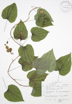  (Dioscorea villosa - RBG 113)  @11 [ ] Copyright (2009) Steven Newmaster University of Guelph BIO Herbarium