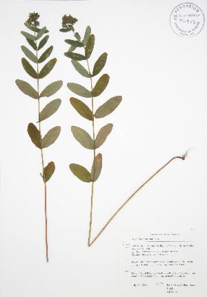  ( - RBG 130)  @11 [ ] Copyright (2009) Steven Newmaster University of Guelph BIO Herbarium