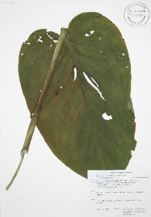  (Symplocarpus - RBG-Blitz 060)  @11 [ ] Copyright (2009) Steven Newmaster University of Guelph BIO Herbarium