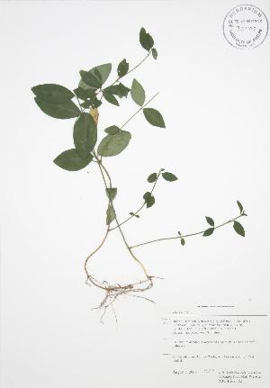  ( - RBG-Blitz 062)  @11 [ ] Copyright (2009) Steven Newmaster University of Guelph BIO Herbarium