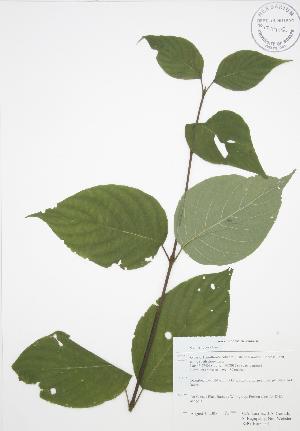  (Cornus rugosa - RBG-Blitz 033)  @11 [ ] Copyright (2009) Steven Newmaster University of Guelph BIO Herbarium
