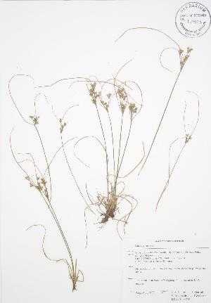  ( - RBG-Blitz 036)  @11 [ ] Copyright (2009) Steven Newmaster University of Guelph BIO Herbarium