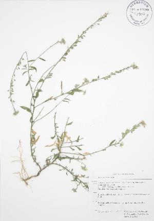  (Berteroa - RBG-Blitz 038)  @11 [ ] Copyright (2009) Steven Newmaster University of Guelph BIO Herbarium