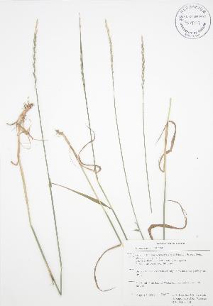 ( - RBG-Blitz 040)  @11 [ ] Copyright (2009) Steven Newmaster University of Guelph BIO Herbarium