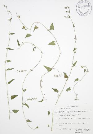  (Fallopia convolvulus - RBG-Blitz 043)  @11 [ ] Copyright (2009) Steven Newmaster University of Guelph BIO Herbarium