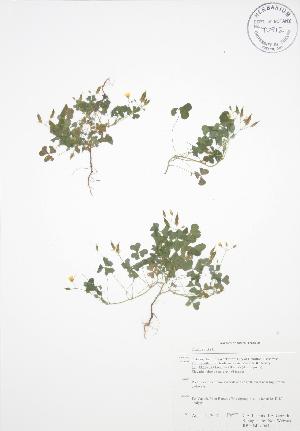  (Oxalis stricta - RBG-Blitz 045)  @11 [ ] Copyright (2009) Steven Newmaster University of Guelph BIO Herbarium