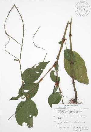  ( - RBG-Blitz 048)  @11 [ ] Copyright (2009) Steven Newmaster University of Guelph BIO Herbarium