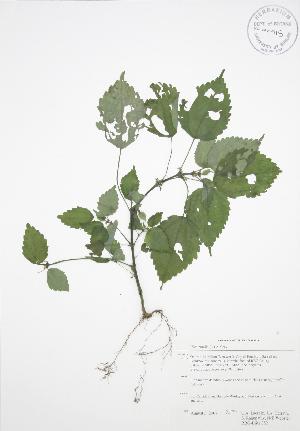  (Pilea pumila - RBG-Blitz 052)  @11 [ ] Copyright (2009) Steven Newmaster University of Guelph BIO Herbarium
