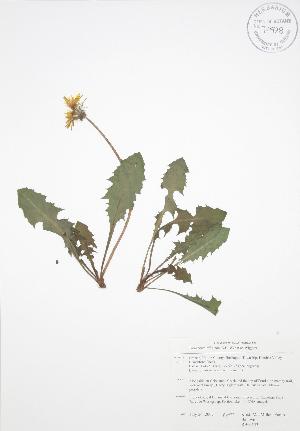  ( - RBG 133)  @11 [ ] Copyright (2009) Steven Newmaster University of Guelph BIO Herbarium