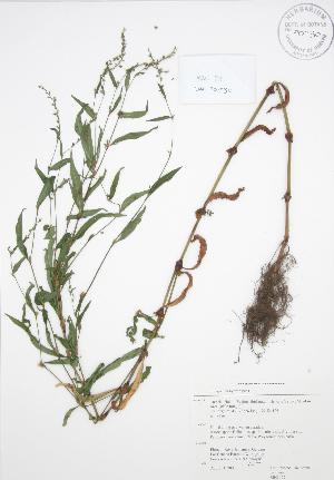  ( - RBG 152)  @11 [ ] Copyright (2009) Steven Newmaster University of Guelph BIO Herbarium