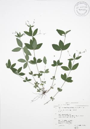  (Galium circaezans - RBG 080)  @11 [ ] Copyright (2009) Steven Newmaster University of Guelph BIO Herbarium