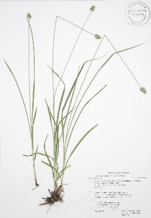  ( - RBG 061)  @11 [ ] Copyright (2009) Steven Newmaster University of Guelph BIO Herbarium