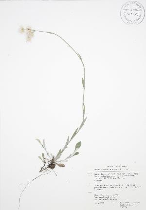  (Antennaria neglecta petaloidea - RBG 058)  @13 [ ] Copyright (2009) Steven Newmaster University of Guelph BIO Herbarium