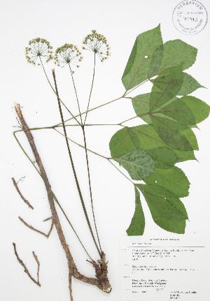  ( - RBG 039)  @11 [ ] Copyright (2009) Steven Newmaster University of Guelph BIO Herbarium