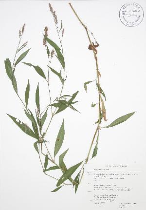  ( - RBG 151)  @11 [ ] Copyright (2009) Steven Newmaster University of Guelph BIO Herbarium