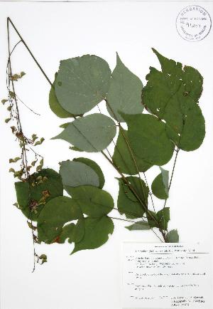  (Desmodium glutinosum - RBG-Blitz 024)  @11 [ ] Copyright (2009) Steven Newmaster University of Guelph BIO Herbarium