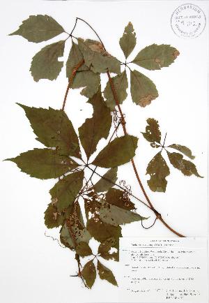  (Parthenocissus quinquefolia - RBG-Blitz 011)  @11 [ ] Copyright (2009) Steven Newmaster University of Guelph BIO Herbarium