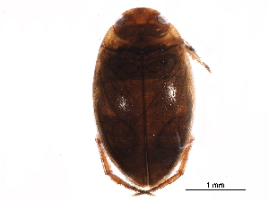  ( - BIOUG34210-E03)  @14 [ ] CreativeCommons - Attribution (2018) CBG Photography Group Centre for Biodiversity Genomics