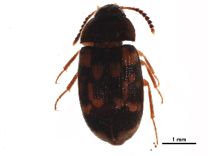  (Mycetophagus serrulatus - BIOUG34210-F12)  @13 [ ] CreativeCommons - Attribution (2018) CBG Photography Group Centre for Biodiversity Genomics