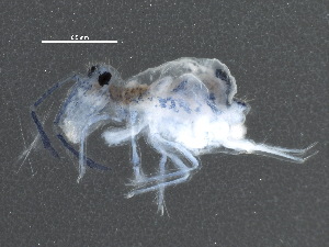  ( - BIOUG07941-H04)  @12 [ ] CreativeCommons - Attribution (2015) CBG Photography Group Centre for Biodiversity Genomics