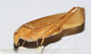  (Sinochlora sp. 2 - 201501-10G)  @13 [ ] CreativeCommons - Attribution (2010) Zhi-Jun Zhou Centre for Biodiversity Genomics