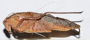  (Ruidocollaris obscura - 201502-9H)  @13 [ ] CreativeCommons - Attribution (2010) Zhi-Jun Zhou Centre for Biodiversity Genomics