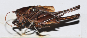  (Atlanticus sp - 201503-10H)  @11 [ ] CreativeCommons - Attribution (2010) Zhi-Jun Zhou Centre for Biodiversity Genomics