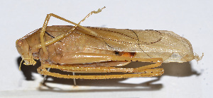  (Sinochlora sp - 201503-1D)  @11 [ ] CreativeCommons - Attribution (2010) Zhi-Jun Zhou Centre for Biodiversity Genomics