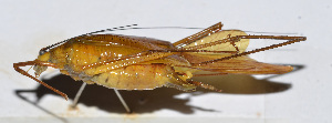  (Elimaea sp. 10 - 201503-2H)  @13 [ ] CreativeCommons - Attribution (2010) Zhi-Jun Zhou Centre for Biodiversity Genomics