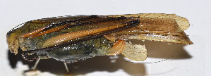  ( - 201503-3H)  @12 [ ] CreativeCommons - Attribution (2010) Zhi-Jun Zhou Centre for Biodiversity Genomics