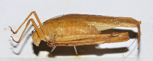  ( - 201503-9H)  @12 [ ] CreativeCommons - Attribution (2010) Zhi-Jun Zhou Centre for Biodiversity Genomics