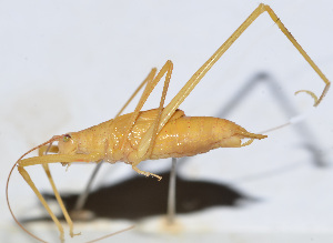  (Elimaea sp. 13 - 201505-3A)  @12 [ ] CreativeCommons - Attribution (2010) Zhi-Jun Zhou Centre for Biodiversity Genomics