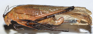  ( - 201505-7H)  @12 [ ] CreativeCommons - Attribution (2010) Zhi-Jun Zhou Centre for Biodiversity Genomics