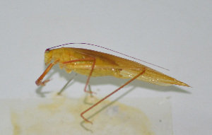  (Elimaea sp. 27 - 20150508025)  @12 [ ] CreativeCommons - Attribution (2010) Zhi-Jun Zhou Centre for Biodiversity Genomics