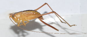  ( - 20150606031)  @12 [ ] CreativeCommons - Attribution (2010) Zhi-Jun Zhou Centre for Biodiversity Genomics