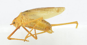  (Kuwayamaea brachyptera - 20150608023)  @13 [ ] CreativeCommons - Attribution (2010) Zhi-Jun Zhou Centre for Biodiversity Genomics